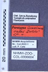 Etikette zu Quasimus catei (Dolin, 1997) (NHMW-ZOO-COL-0006604)